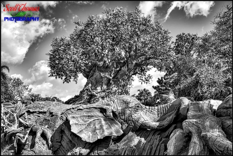 Tree of Life in Disney's Animal Kingdom, Orlando, Florida Tree of Life in Disney's Animal Kingdom, Walt Disney World, Orlando, Florida