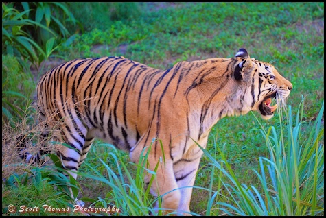 Asian tiger on the Maharajah Jungle Trek in Disney's Animal Kingdom, Walt Disney World, Orlando, Florida