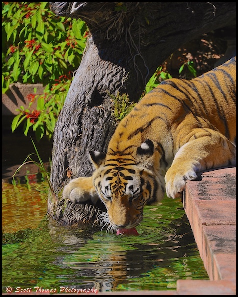 Asian tiger drinking water on the Maharajah Jungle Trek in Disney's Animal Kingdom, Walt Disney World, Orlando, Florida