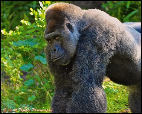 A bachelor Western lowland gorilla on the Pangani Forest Exploration Trail in Disney's Animal Kingdom, Walt Disney World, Orlando, Florida