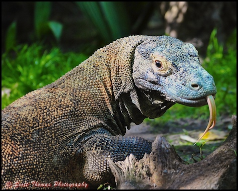 Komodo Dragon on the Maharajah Jungle Trek in Disney's Animal Kingdom, Walt Disney World, Orlando, Florida