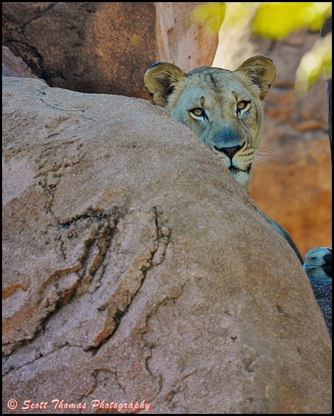 African lioness looking from behind a rock on the Kilimanjaro Safari in Disney's Animal Kingdom, Walt Disney World, Orlando, Florida