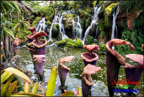 Waterfalls and flowers along the Valley of Mo'ara in Pandora at Disney's Animal Kingdom, Walt Disney World, Orlando, Florida Waterfalls and flowers along the Valley of Mo'ara in Pandora at Disney's Animal Kingdom, Walt Disney World, Orlando, Florida