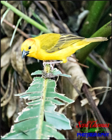 Eastern Golden Weaver inside the Aviary of the Pangani Forest Exploration Trail in Disney's Animal Kingdom, Walt Disney World, Orlando, Florida Eastern Golden Weaver inside the Aviary of the Pangani Forest Exploration Trail in Disney's Animal Kingdom, Walt Disney World, Orlando, Florida
