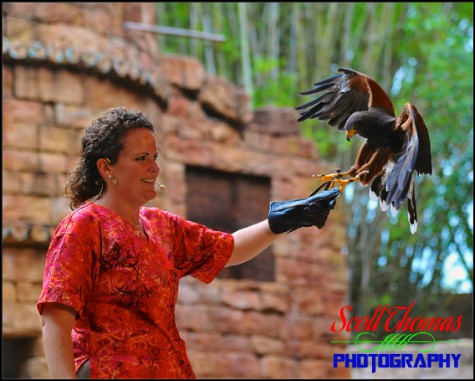 Harris Hawk landing on a handler's glove in the Flights of Wonder show at Disney's Animal Kingdom, Walt Disney World, Orlando, Florida Harris Hawk landing on a handler's glove in the Flights of Wonder show at Disney's Animal Kingdom, Walt Disney World, Orlando, Florida