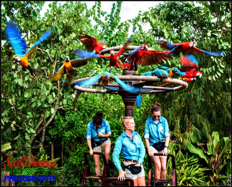 Macaws fly in Winged Encounters - The Kingdom Takes Flight on Discovery Island in Disney's Animal Kingdom, Walt Disney World, Orlando, Florida Macaws fly in Winged Encounters - The Kingdom Takes Flight on Discovery Island in Disney's Animal Kingdom, Walt Disney World, Orlando, Florida