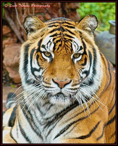 Asian Tiger (Panthera tigris) on the Maharajah Jungle Trek in Disney's Animal Kingdom, Walt Disney World, Orlando, Florida