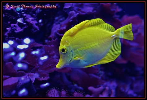 A Yellow Tang swims in one of the aquariums inside The Seas with Nemo and Friends in Epcot's Future World, Walt Disney World, Orlando, Florida