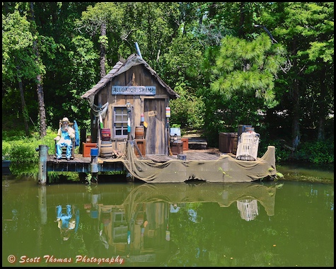 Alligator Swamp photographed from the Liberty Belle in the Magic Kingdom, Walt Disney World, Orlando, Florida