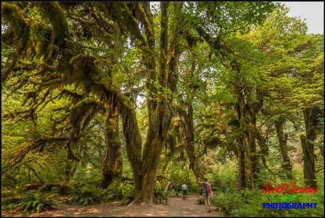 Hall of Mosses Trail in the Hoh Rain Forest of the Olympic National Park near Forks, Washington