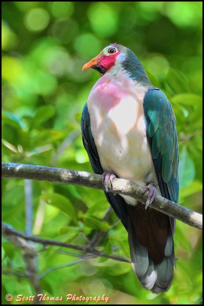 Jambu Fruit Dove (Ptilinopus jambu) in the aviary on the Maharajah Jungle Trek in Disney's Animal Kingdom, Walt Disney World, Orlando, Florida