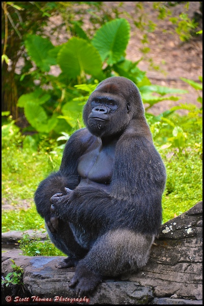 Bachelor Gorilla on the Pangani Forest Exploration Trail in Disney's Animal Kingdom, Walt Disney World, Orlando, Florida