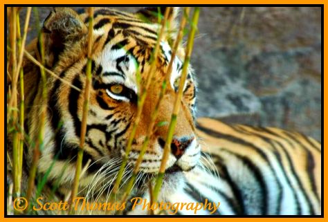 Tiger resting on the Maharajah Jungle Trek in Disney's Animal Kingdom, Walt Disney World, Orlando, Florida.