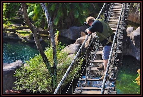 Photographing from a rope bridge during the Wild Africa Trek in Disney's Animal Kingdom, Walt Disney World, Orlando, Florida. Photographing from a rope bridge during the Wild Africa Trek in Disney's Animal Kingdom, Walt Disney World, Orlando, Florida.
