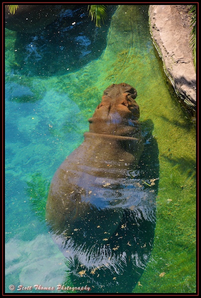 A female hippopotamus submerged as seen from a rope bridge on the Wild Africa Trek in Disney's Animal Kingdom, Walt Disney World, Orlando, Florida. A female hippopotamus submerged as seen from a rope bridge on the Wild Africa Trek in Disney's Animal Kingdom, Walt Disney World, Orlando, Florida.