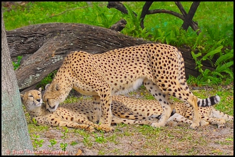 Cheetahs rubbing heads in greeting photographed on the Wild Africa Trek in Disney's Animal Kingdom, Walt Disney World, Orlando, Florida.