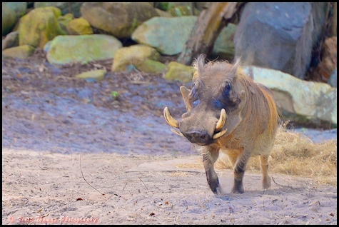 Warthog photographed on the Wild Africa Trek in Disney's Animal Kingdom, Walt Disney World, Orlando, Florida. Warthog photographed on the Wild Africa Trek in Disney's Animal Kingdom, Walt Disney World, Orlando, Florida.