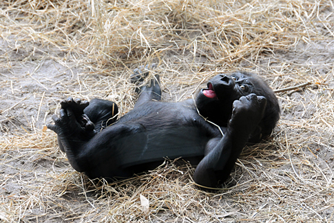 Baby Gorilla
