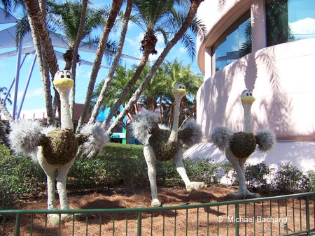 Dancing Birds