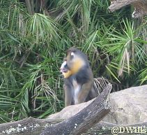 Mandrill 