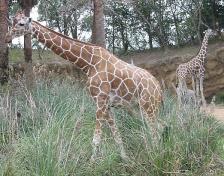 Giraffe
