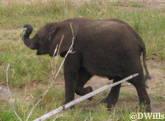 Baby Elephant