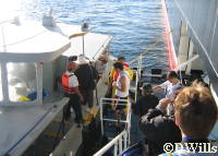 Boarding the tender to Cabo