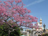 Disneyland Wallpaper Sleeping Beauty Castle with flowers