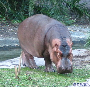 Nile Hippototmus at Disney's Animal Kingdom
