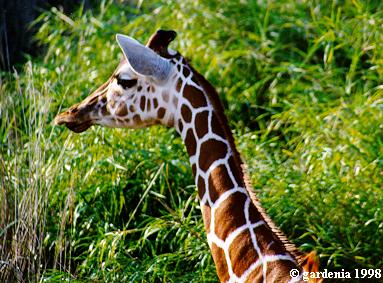 Reticulated Giraffes Animal Kingdom 