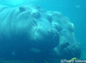 Nile Hippototmus at Disney's Animal Kingdom