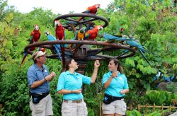 Winged Encounters Birds in Flight Animal Kingdom