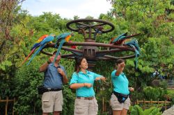 Winged Encounters Birds in Flight Animal Kingdom