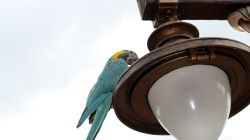 Winged Encounters Birds in Flight Animal Kingdom