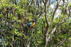 Winged Encounters Birds in Flight Animal Kingdom