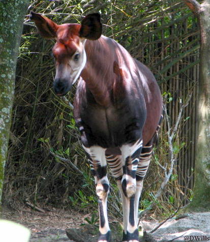 Okapi - Animal Kingdom 