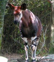 Okapi at Animal Kingdom