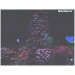 The ride at Nemo's Undersea Adventure