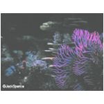 The ride at Nemo's Undersea Adventure