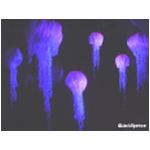 The ride at Nemo's Undersea Adventure