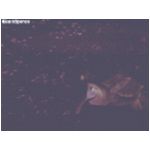 The ride at Nemo's Undersea Adventure