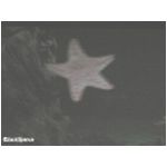 The ride at Nemo's Undersea Adventure