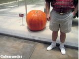 Big Pumpkin