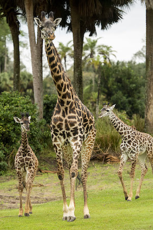 animal-kingdom-baby-giraffe-amira-1218-03 