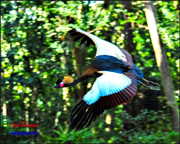 African Crowned Crane Flying
