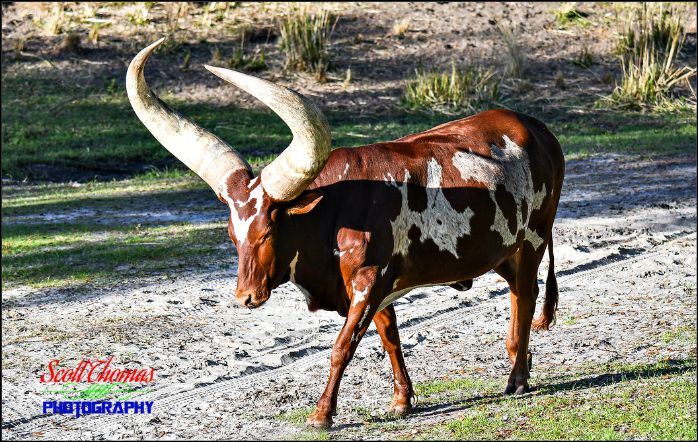 Ankole Cattle