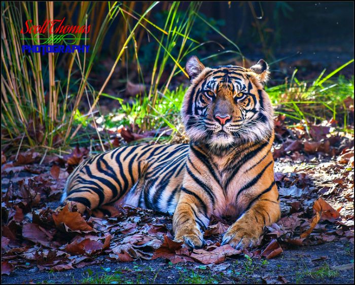 Asian Tiger In Shade
