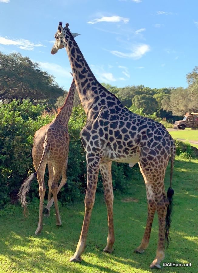 animals at kilimanjaro safari