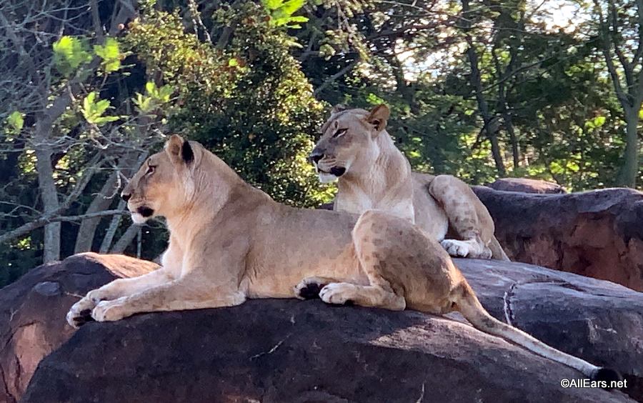 animals at kilimanjaro safari