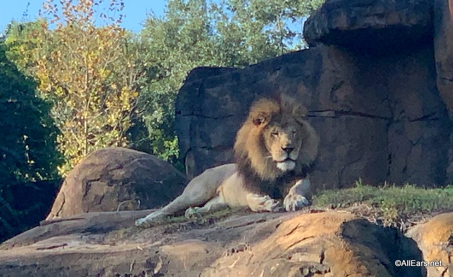 animal kingdom safari walking tour